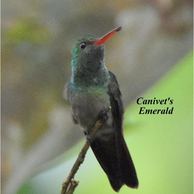 Canivet's Emerald